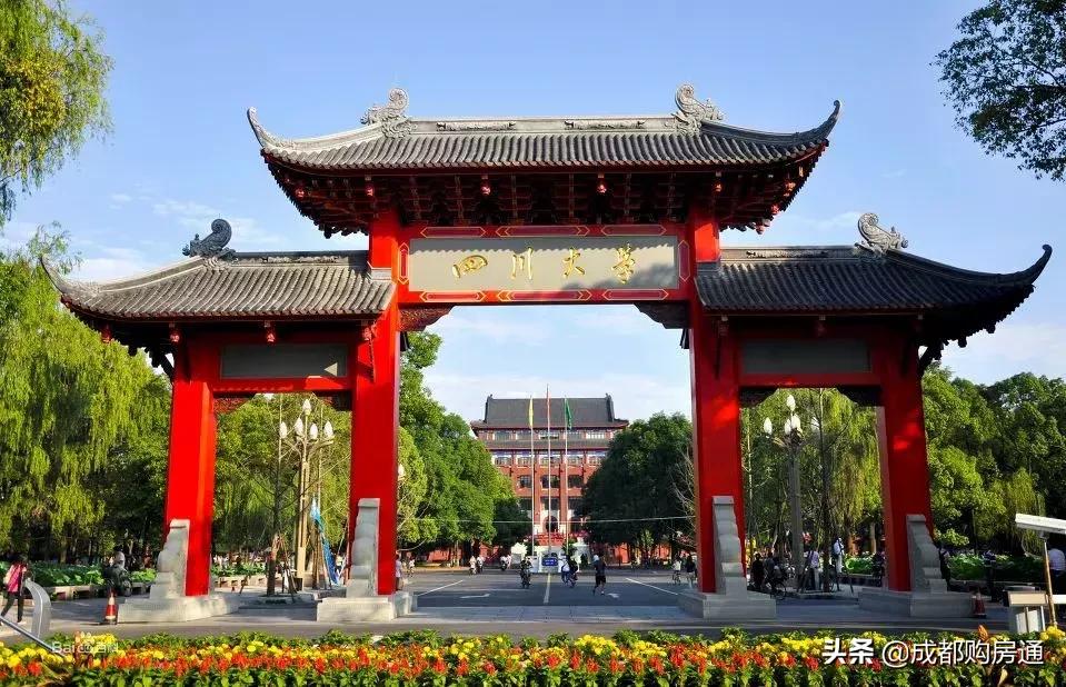 种了20年的铁树终于开花了,养了几十年的铁树终于开花了