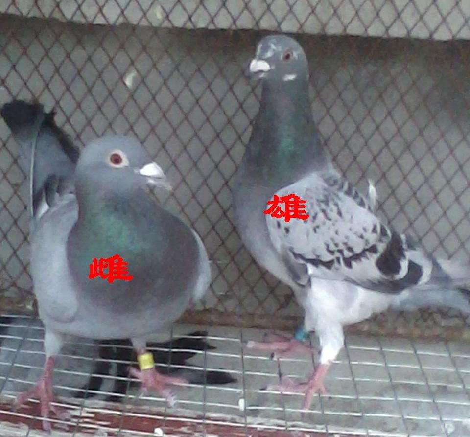 信鸽雌雄怎么区分,信鸽怎么才能分清公母