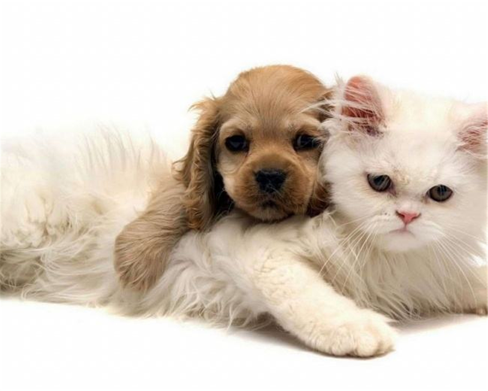 养一只狗是一种什么体验,养四只狗是什么体验