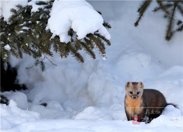 吉林省延边发现紫貂,长白山拍到野生紫貂