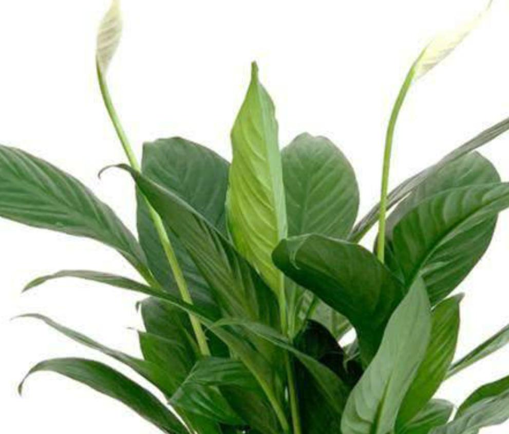 白掌叶子发黑了怎么补救,白掌叶片发黄有黑斑怎么回事