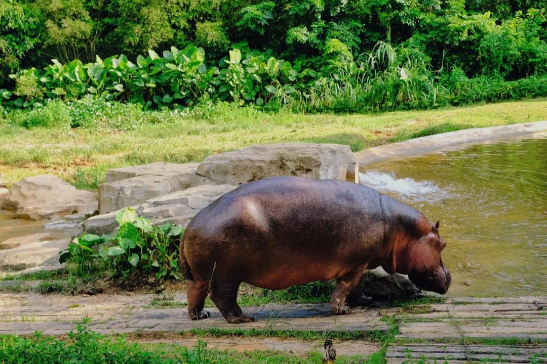 广州长隆最省钱玩法,最实惠广州长隆攻略