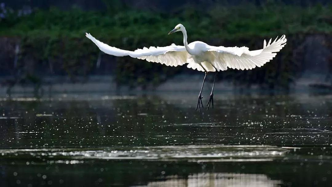 五年级部编版语文白鹭讲课视频,部编小学语文五年级上册白鹭课件