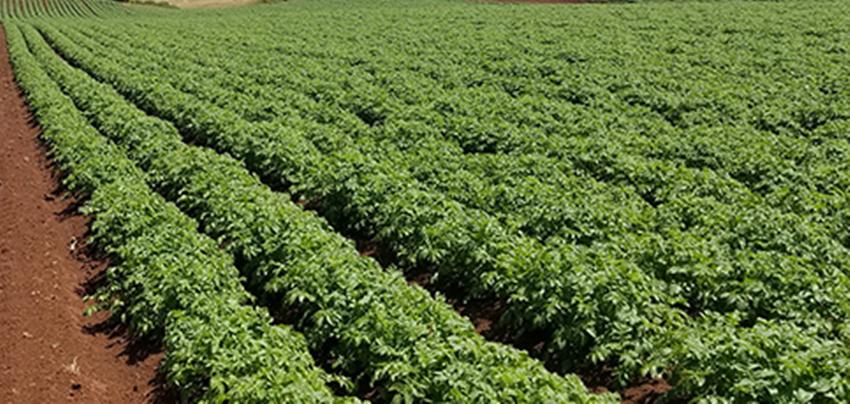 种什么农作物赚钱又稳当,农村最适合种植什么农作物挣钱