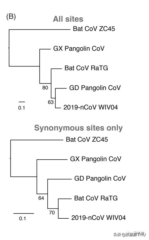 *私走**的穿山甲携带冠状病毒，与2019-nCoV高度相似