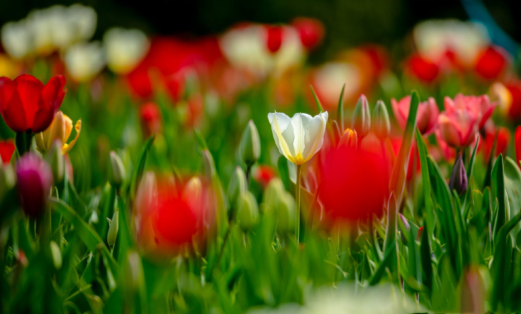 郁金香济南哪里最好,济南万象城郁金香
