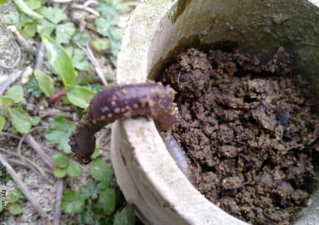 农村河沟里的塘角鱼,因其肉质细嫩,又非常好钓,深受人们喜爱