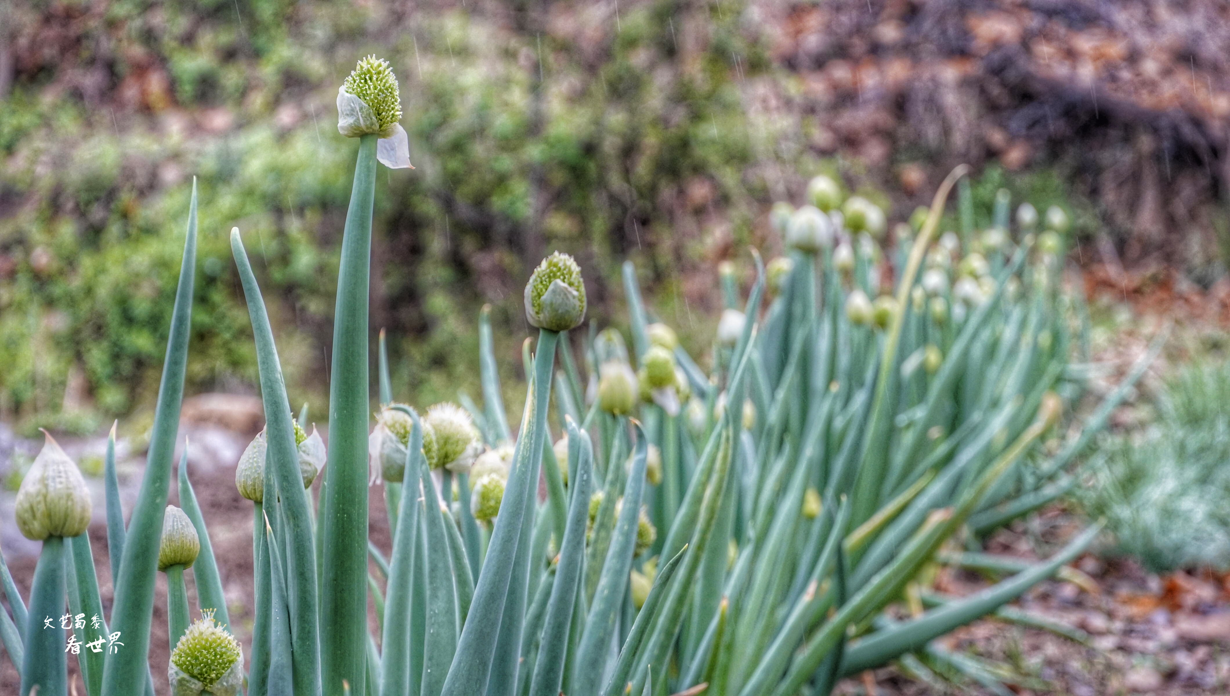 因《舌尖上的中国》而为人所知，刚刚的四月飞雪又让它美成了仙境