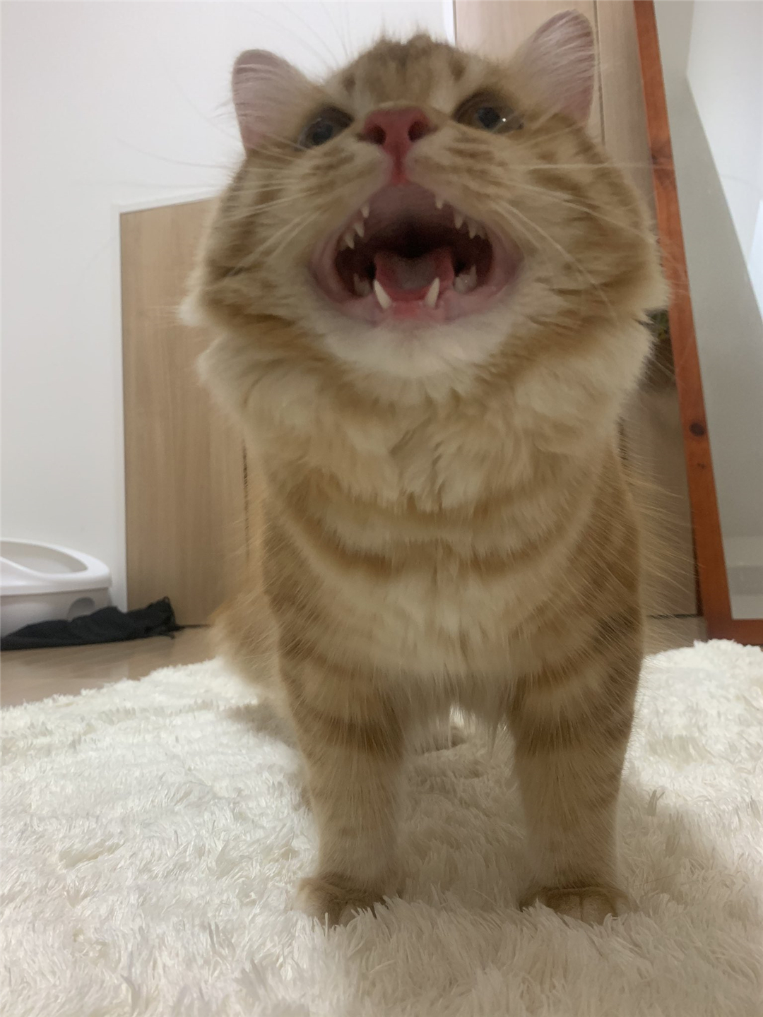 橘猫累到虚脱，四仰八叉躺在地板上呼呼大睡，网友：没电了