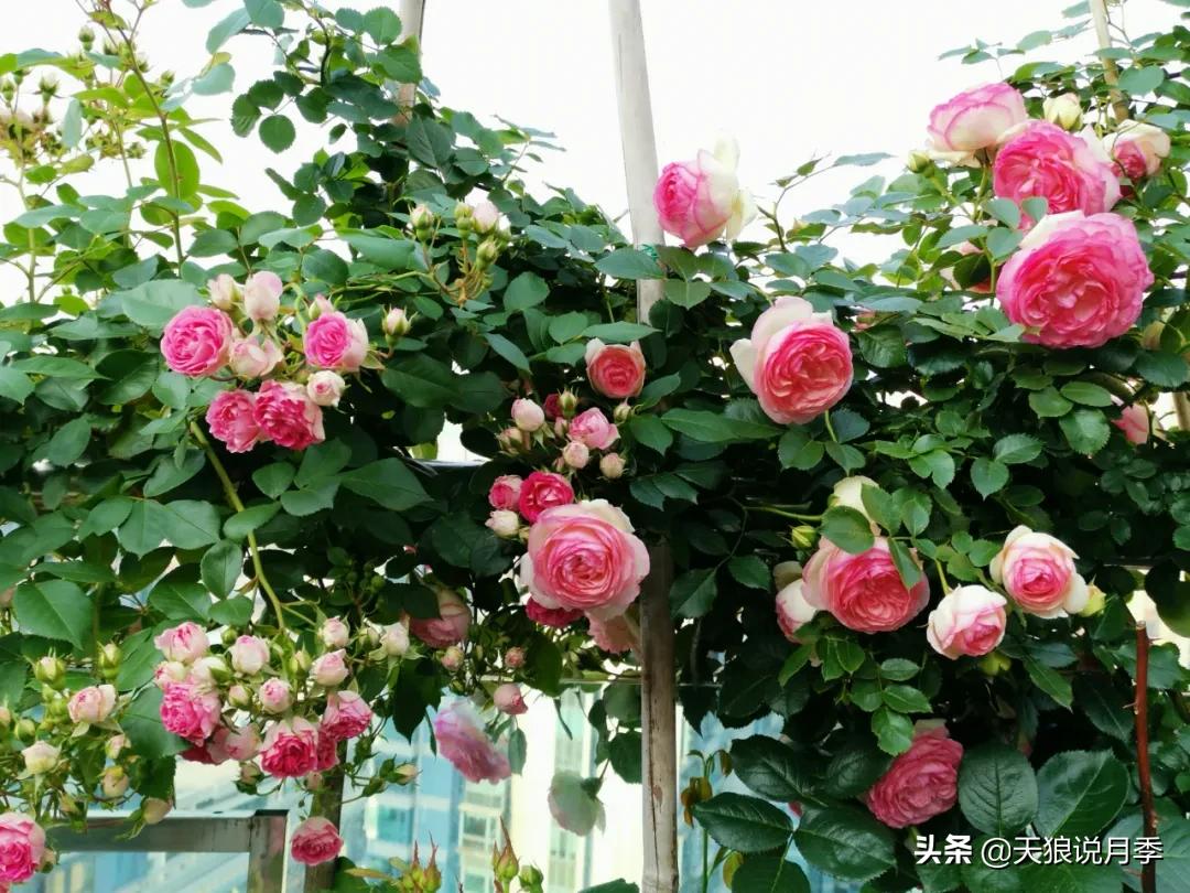 月季花是时候展现真正的技术了 (开春的第一波月季花就这么过去了)