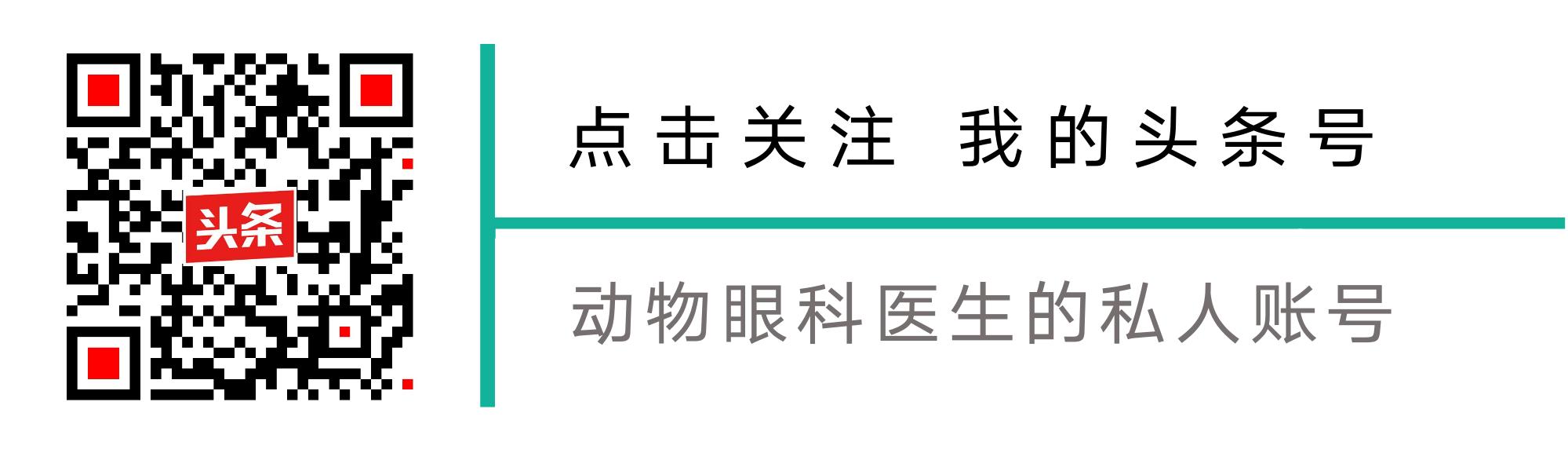 猫咪泪痕太严重是什么原因,猫咪泪痕的解决办法是什么