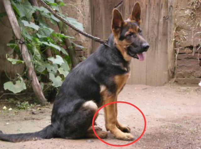 养狗不驱虫到头一场空,养狗不拴狗造成的伤害视频