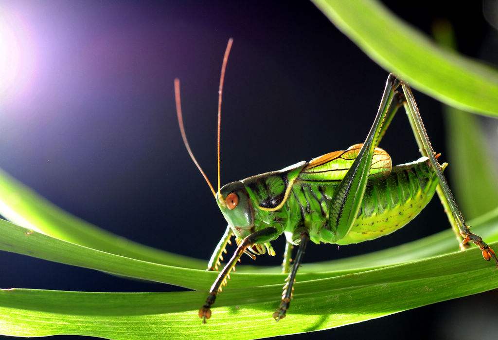 别人方便的时候捉了只蝈蝈，自己媳妇的话让已婚男人怎么办