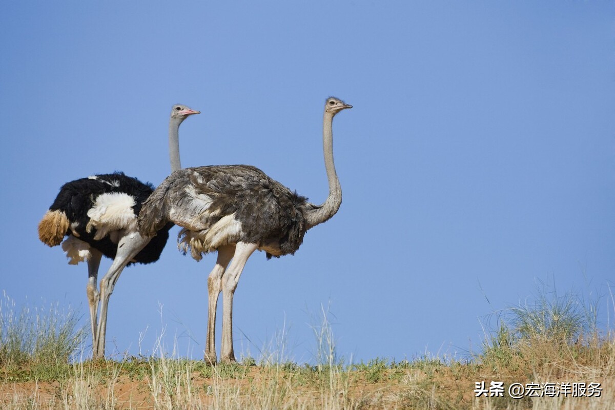 遇见野生动物不要慌,遇见鸵鸟
