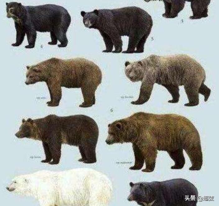 人类如果碰到了熊该如何自保,如果被熊袭击该怎么办