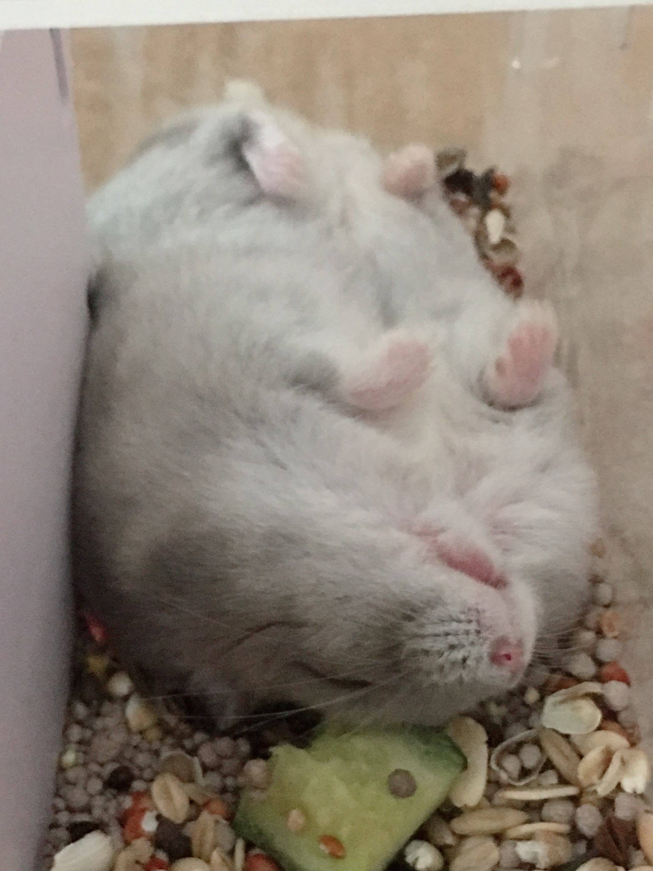 小仓鼠怕怪物,仓鼠怕什么音乐