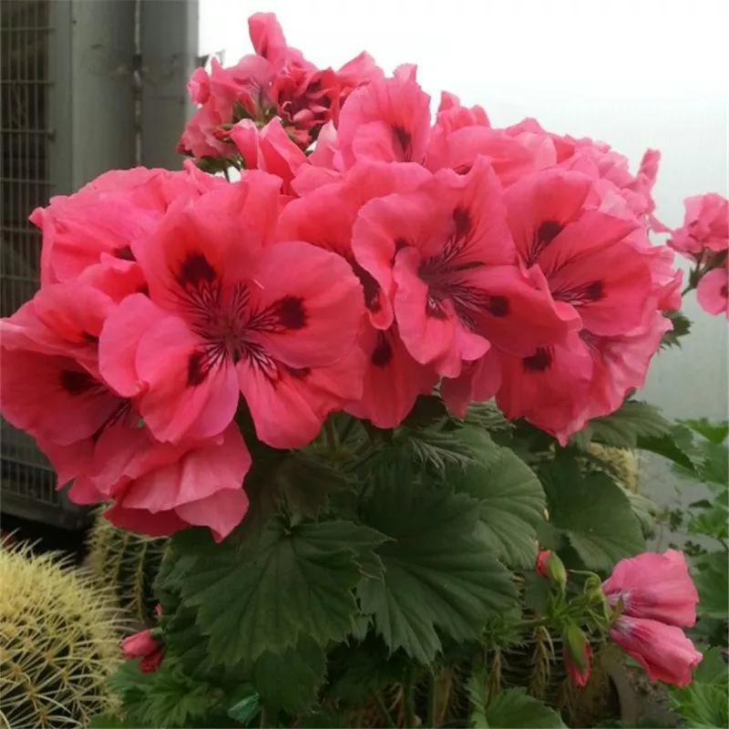 10种天竺葵,天竺葵100种图片大全