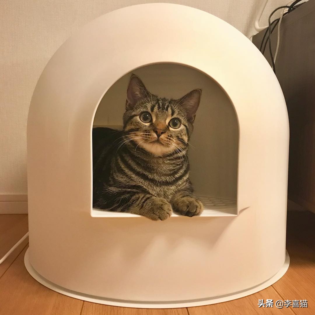 辟谣猫咪不能戴铃铛,猫咪没事喜欢咬着玩