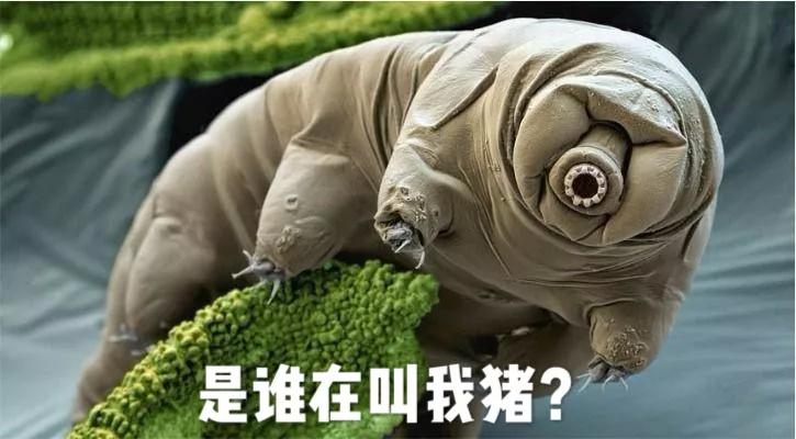 海象为何集体跳下悬崖全过程,海象集体坠崖有改善吗