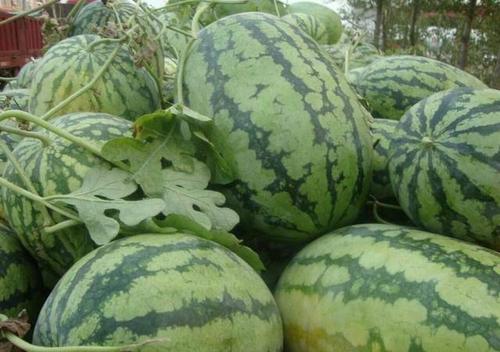 买西瓜时怎么挑到又沙又甜的,买西瓜怎么挑又甜又好吃