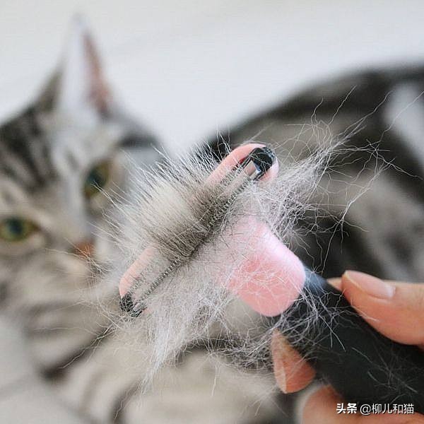 脱毛期的猫怎么处理,脱毛季节怎么帮猫咪梳干净毛
