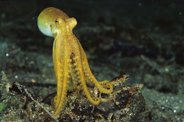 科学家认为章鱼是外星生物 (多位科学家怀疑章鱼是外星生物)