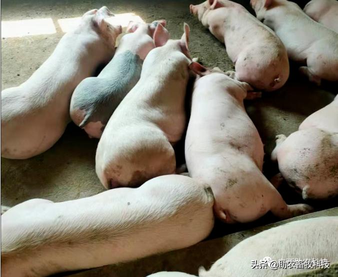 有没有很好预防非瘟的药物及方法,怎么预防非瘟最有效