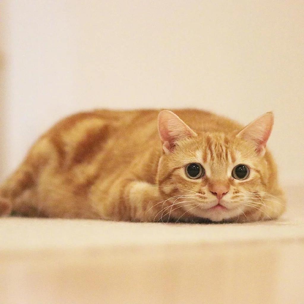 如何令猫咪翘屁股,猫咪撅屁屁动作