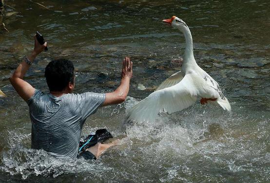 有蛇的地方养鹅,大鹅粪便真的能杀死蛇吗
