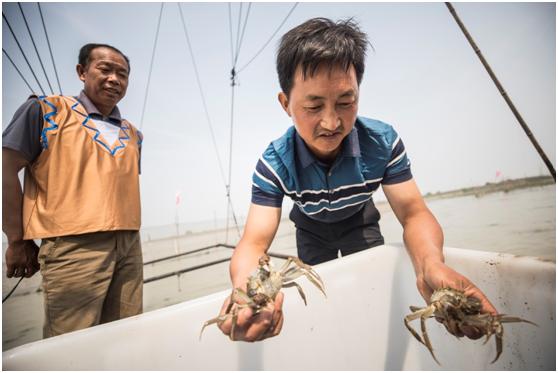 忙归忙，勿忘六月黄！快来天猫吃洪泽湖大闸蟹“六月黄”