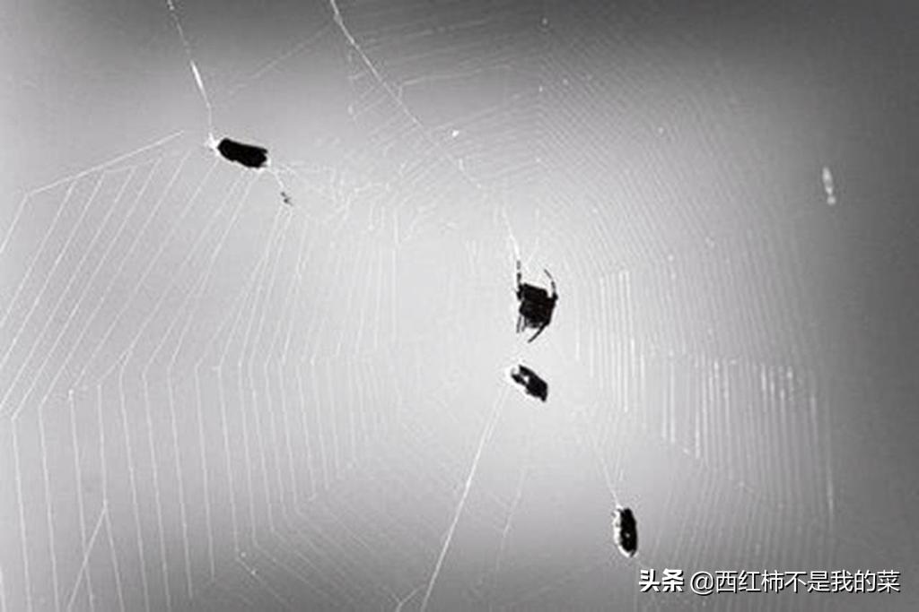 寓言蜘蛛和蜜蜂,寓言故事蜘蛛和蜜蜂