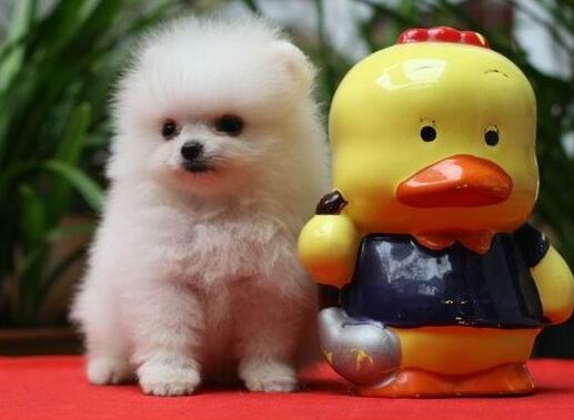 怎么挑选精品博美,怎么挑博美纯不纯