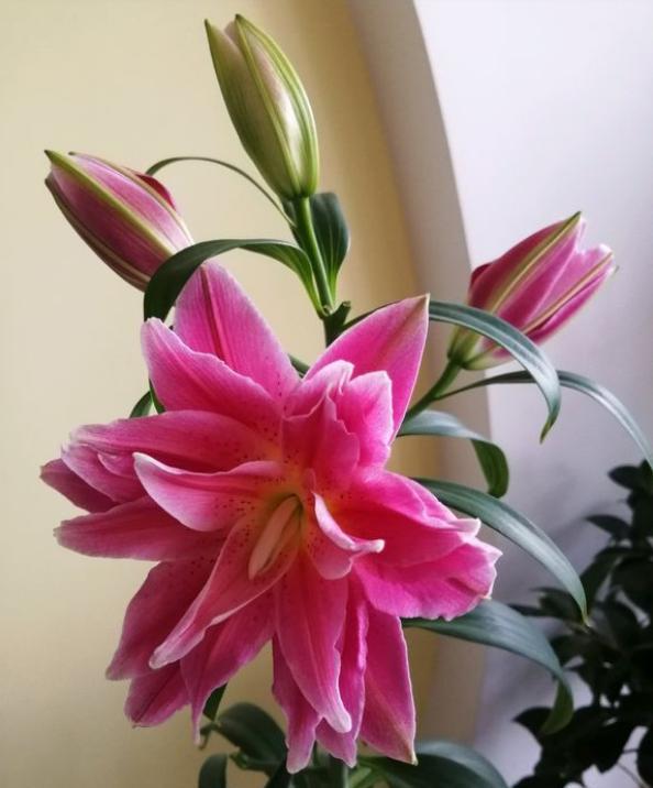 开过花的百合花花球怎么处理,百合花开完花后植株如何处理视频