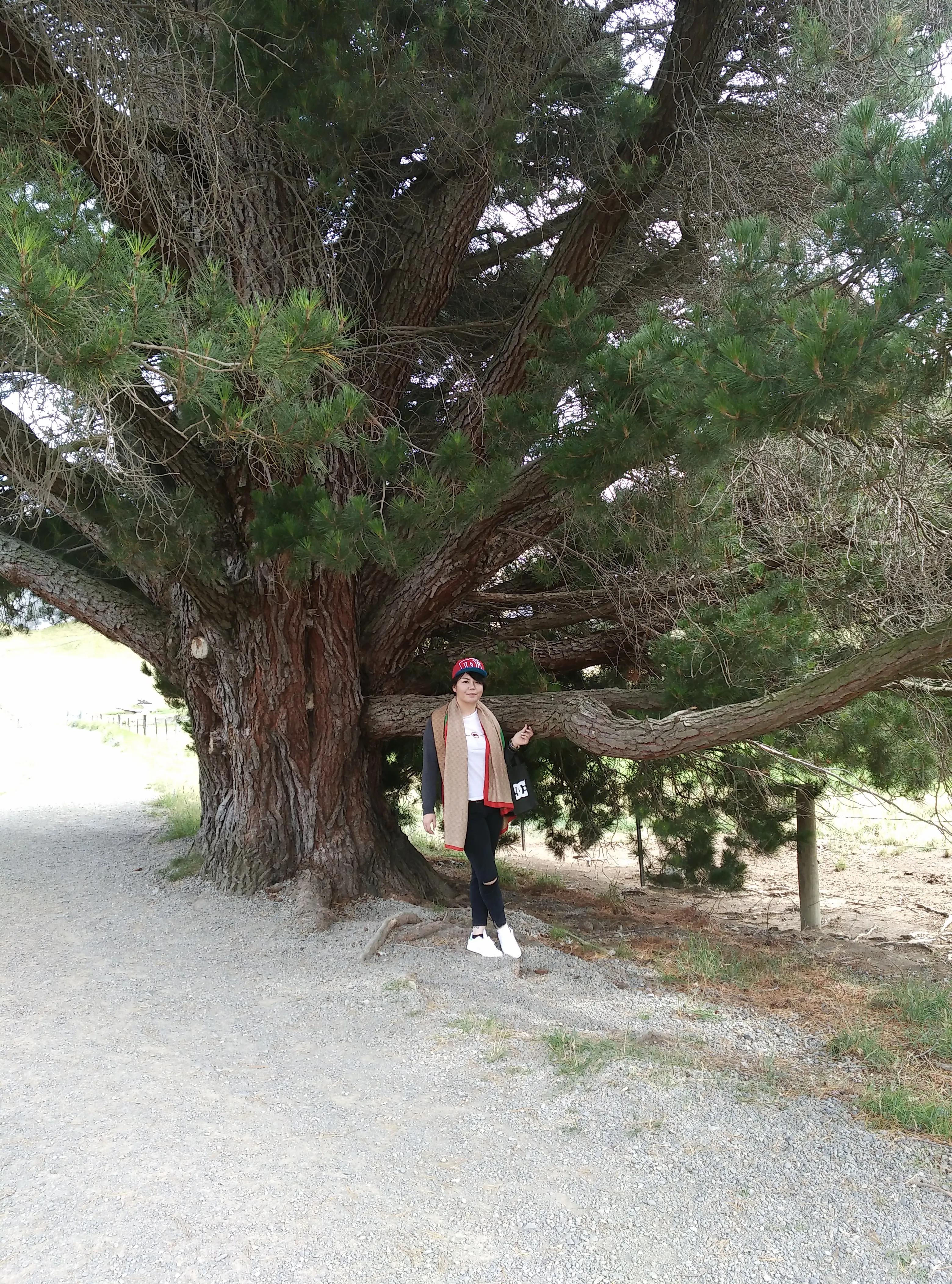 新西兰游记中土世界,新西兰内维斯峡谷蹦极