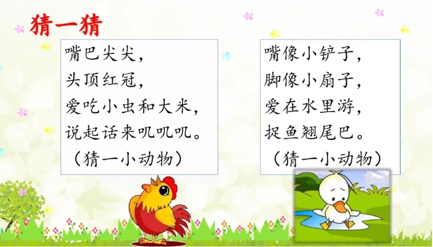 一年级课文小公鸡和小鸭子重点,一年级语文下册小公鸡和小鸭子