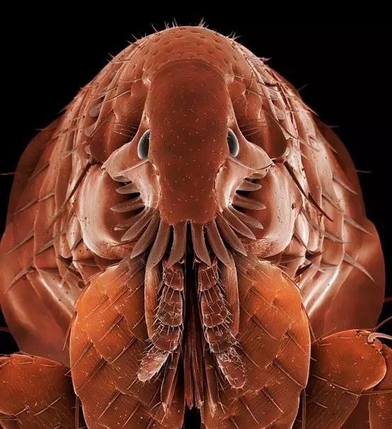 小小跳蚤全部小说,小小的跳蚤