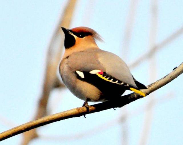 棒槌鸟叫了挖参人乐了专家却迷惘了因为挖参人懂得棒槌鸟语