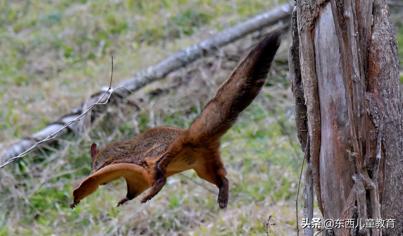 培训班被封杀，语文在家辅导做点啥？这位名师的建议给我很大启发