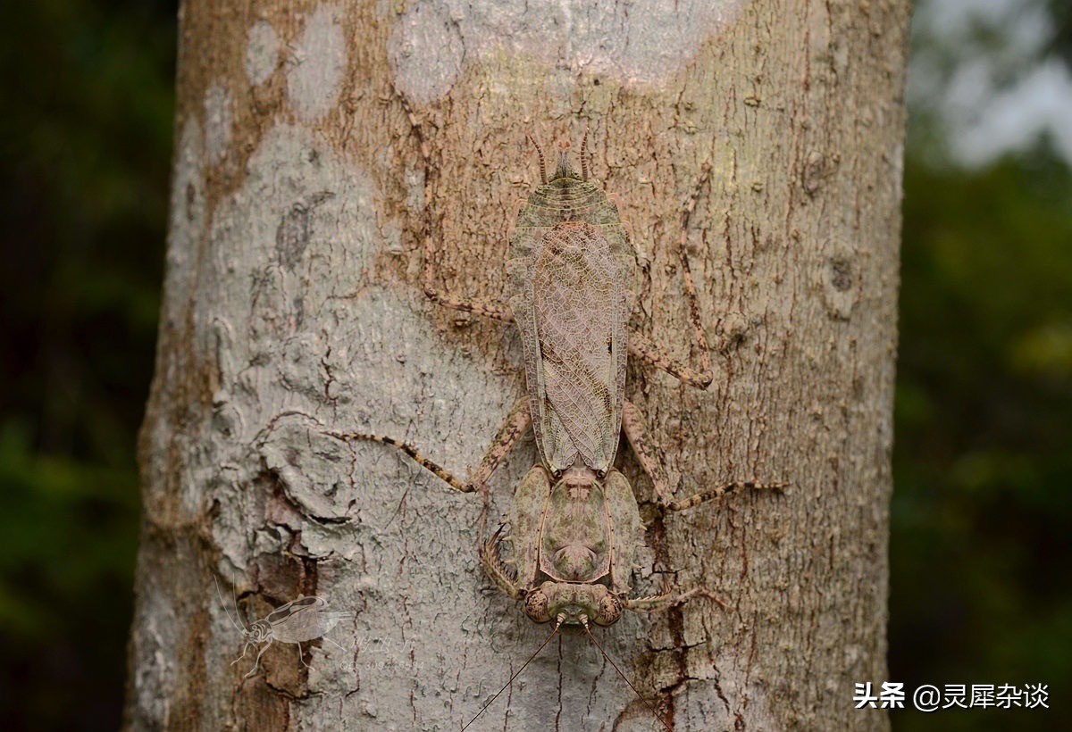 lol视角从左到右,lol的视角