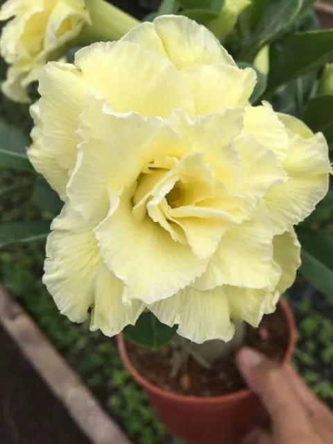 84个沙漠玫瑰品种，收起来慢慢看，待到来年春天选几种喜欢的养