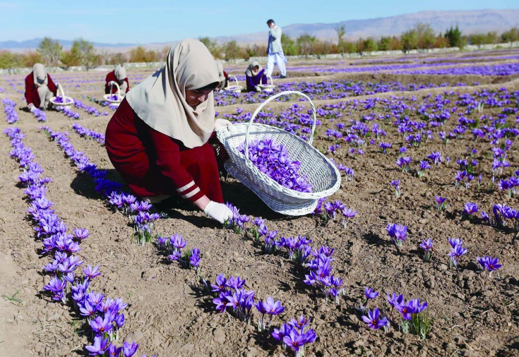 藏红花,在阿富汗象征幸福与和平