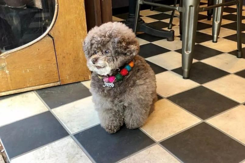 想养泰迪这6个缺点你可得想好了,新手别养泰迪六大原因