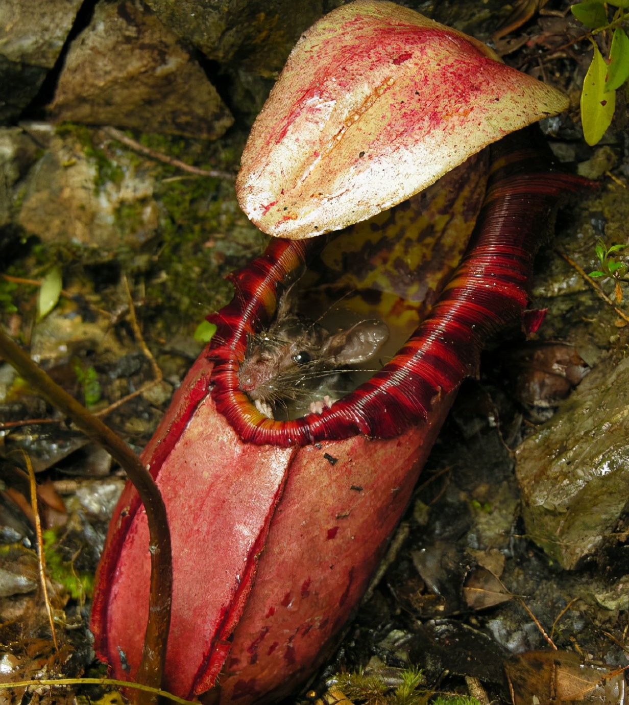 猪笼草吃瓢虫,猪笼草吃老鼠