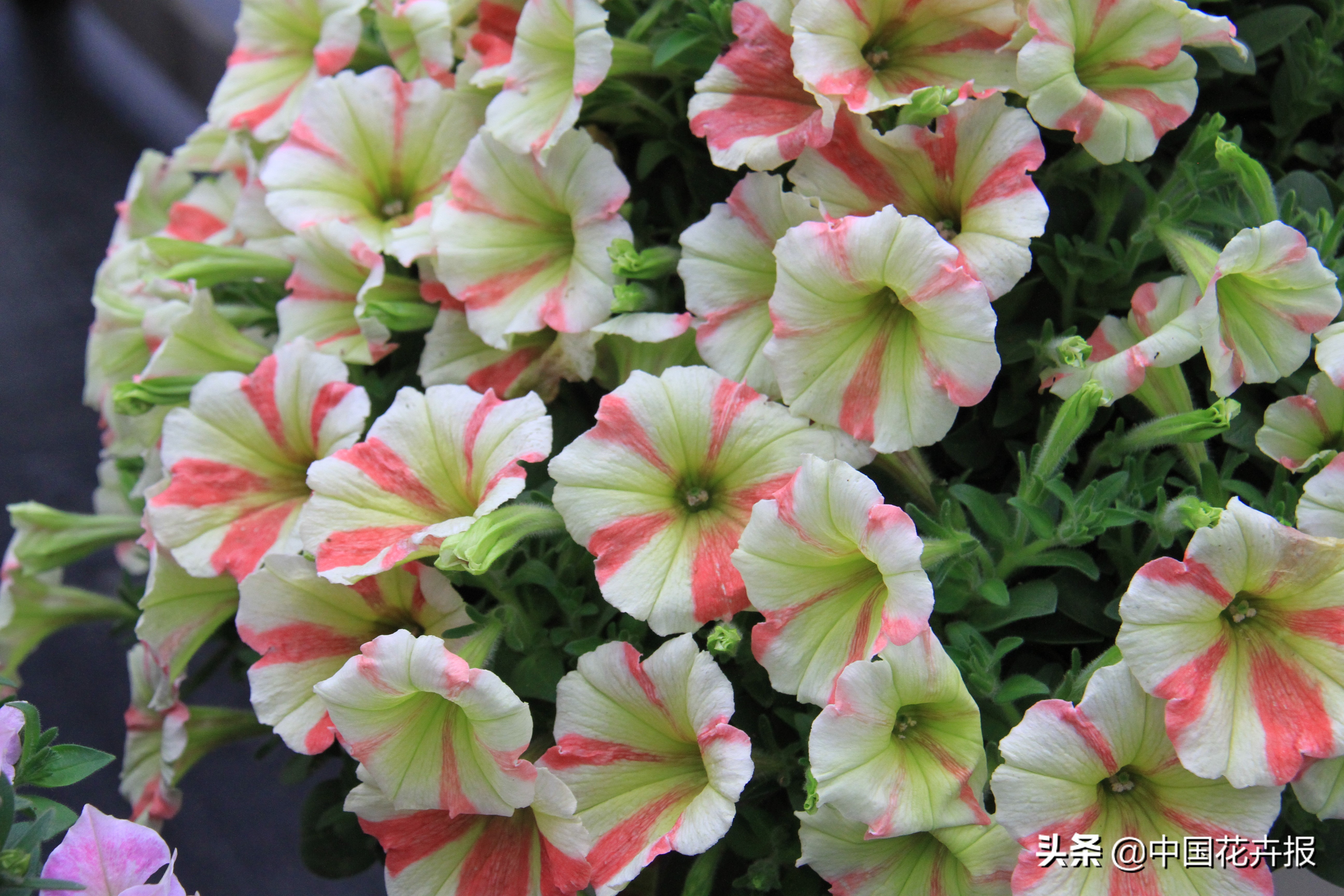 花园必备植物大全,花园常用植物科普