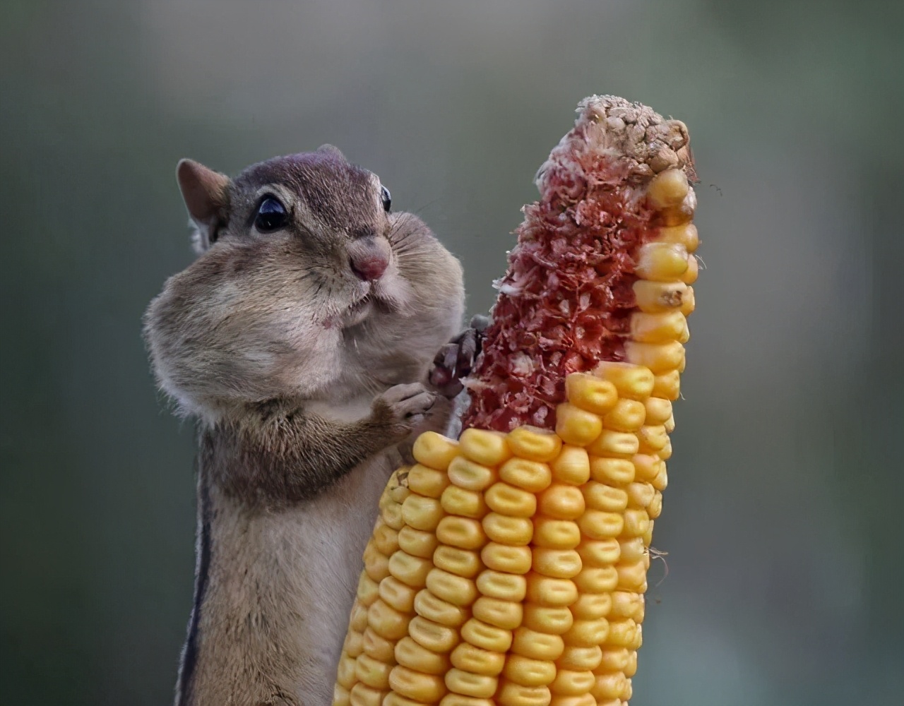 杨超越每天吃什么,杨超越吃什么变瘦