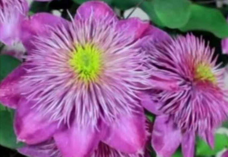 铁线莲可以用松鳞种植吗 (院子里面怎么种植铁线莲)