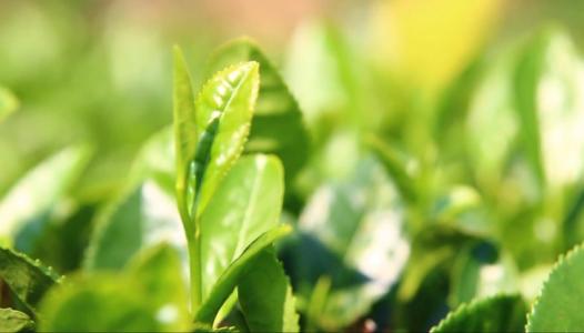 日照绿茶新贵第一名,这才是真正日照绿茶