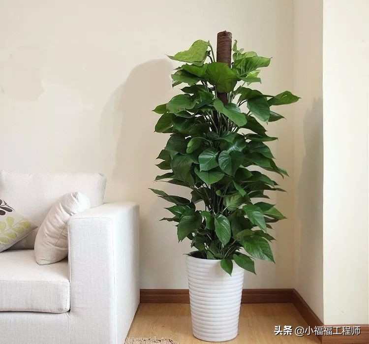 适合孕妇的室内绿植,家里有孕妇房间适合养什么植物