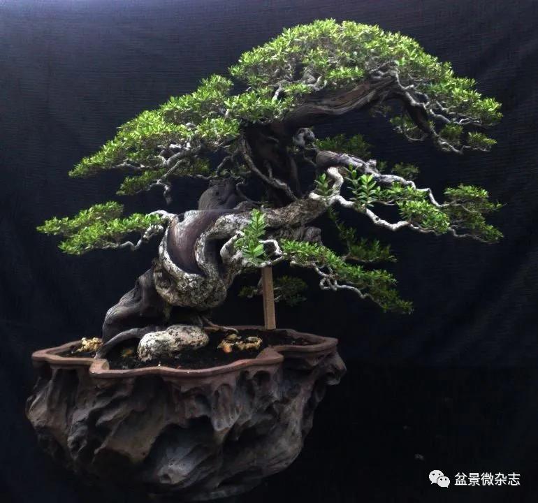 盆中景自然景观,盆中景