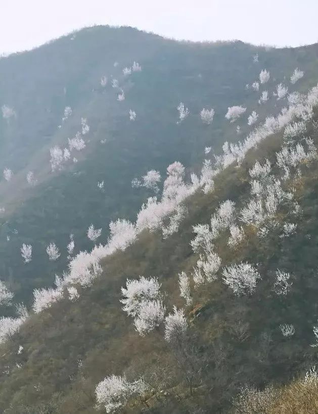 京郊四月美景,京郊四月